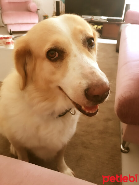 Golden Retriever, Köpek  şila fotoğrafı