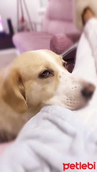 Golden Retriever, Köpek  şila fotoğrafı