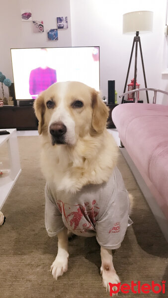 Golden Retriever, Köpek  şila fotoğrafı