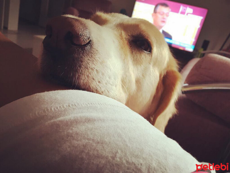 Golden Retriever, Köpek  şila fotoğrafı