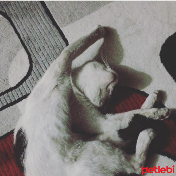 Ankara Kedisi, Kedi  Pamuk fotoğrafı