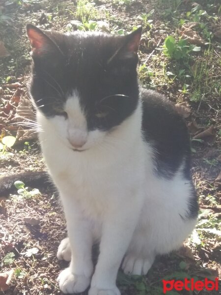 Tuxedo (Smokin) Kedi, Kedi  Tosun fotoğrafı