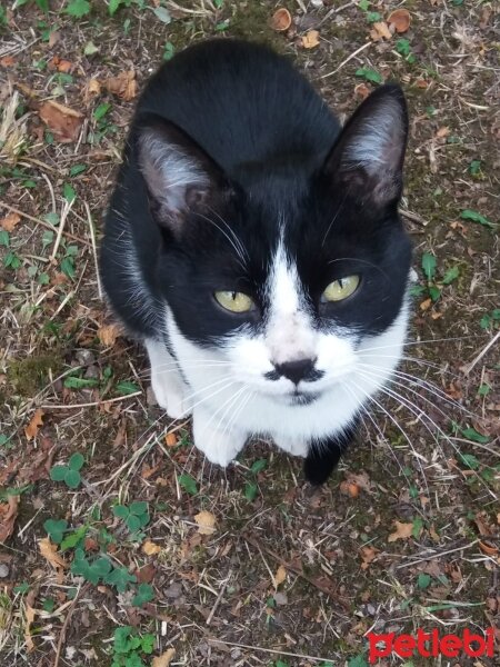 Tuxedo (Smokin) Kedi, Kedi  Pala bıyıklı fotoğrafı