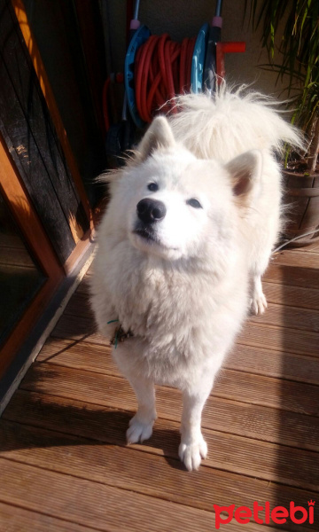 Samoyed, Köpek  Lucy fotoğrafı
