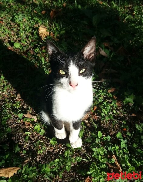 Tuxedo (Smokin) Kedi, Kedi  Zeytin fotoğrafı