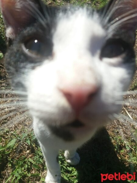 Tuxedo (Smokin) Kedi, Kedi  Beyaz kulaklı fotoğrafı