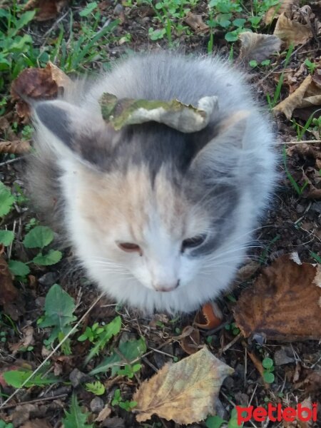 Tekir Kedi, Kedi  Pamuk fotoğrafı