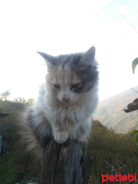 Tekir Kedi, Kedi  Pamuk fotoğrafı