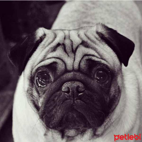 Pug, Köpek  Pofuk fotoğrafı