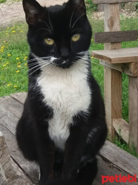 Tuxedo (Smokin) Kedi, Kedi  Siyah kedi fotoğrafı