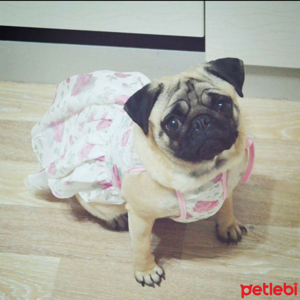 Pug, Köpek  Maya fotoğrafı
