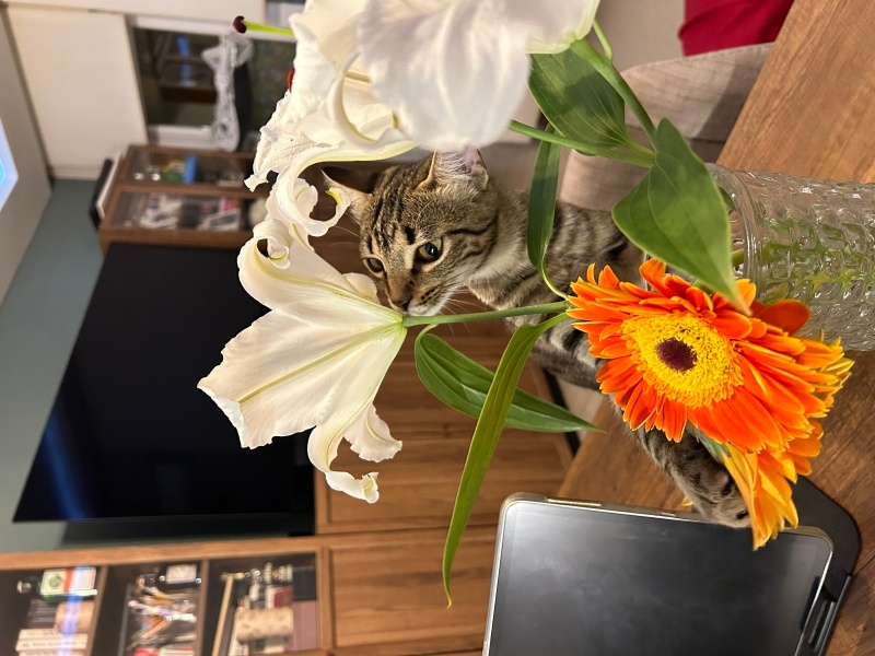 Tekir Kedi, Kedi  Çiroz fotoğrafı