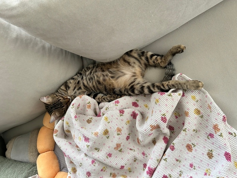 Tekir Kedi, Kedi  Çiroz fotoğrafı