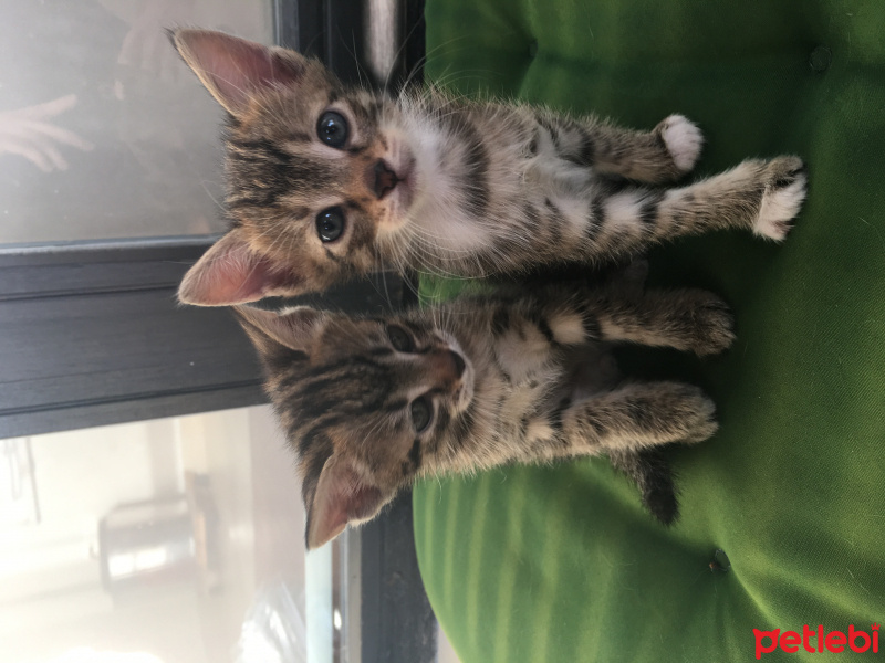 Tekir Kedi, Kedi  İncir fotoğrafı