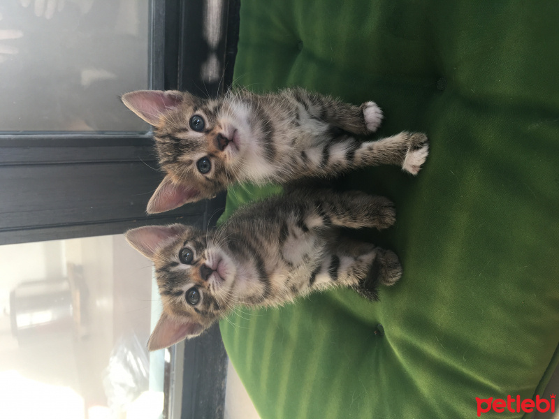 Tekir Kedi, Kedi  İncir fotoğrafı