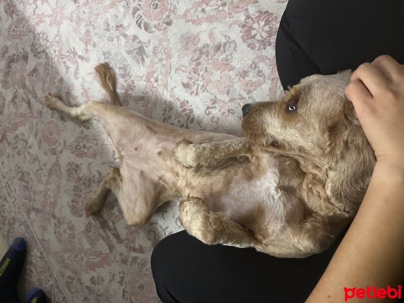 Amerikan Cocker Spaniel, Köpek  Tekila fotoğrafı