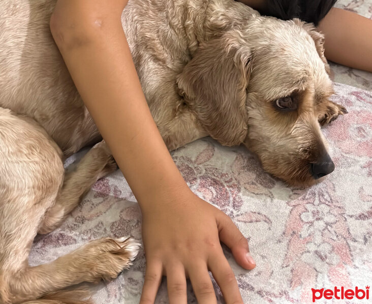 Amerikan Cocker Spaniel, Köpek  Tekila fotoğrafı