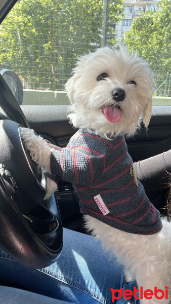 Maltese, Köpek  Pera fotoğrafı