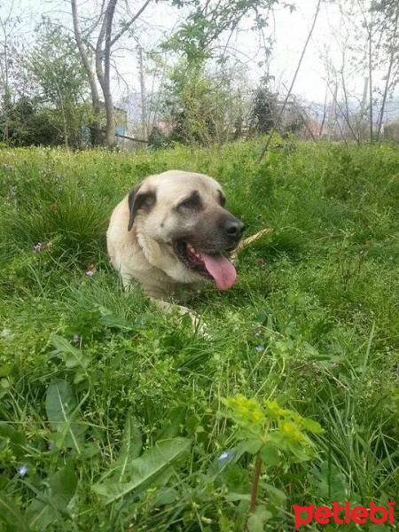 Kangal, Köpek  CANGO fotoğrafı