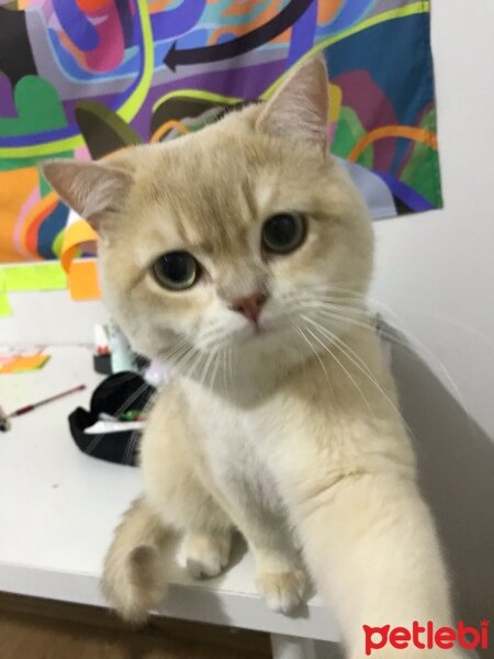 British Shorthair, Kedi  Balyanak fotoğrafı