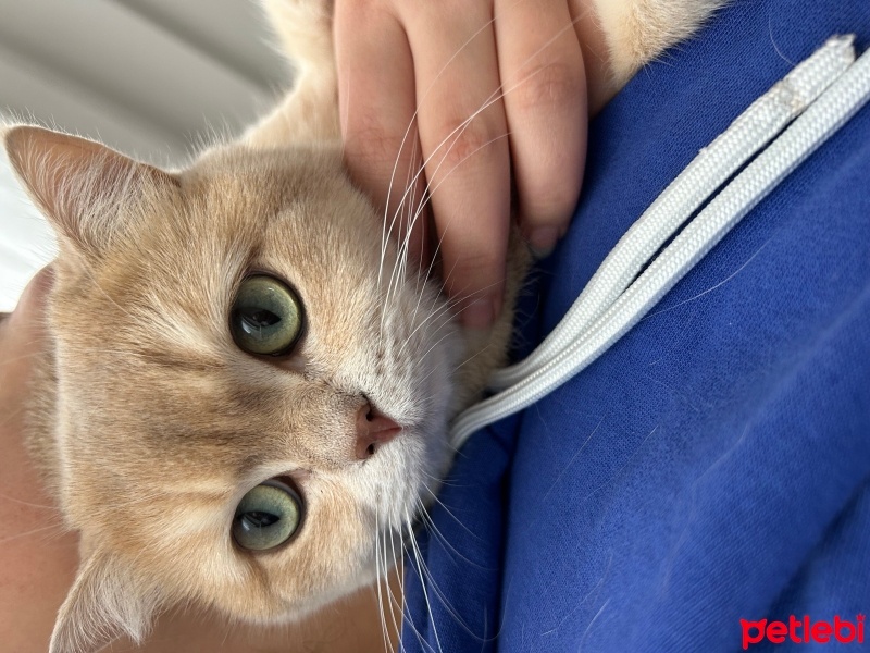 British Shorthair, Kedi  Balyanak fotoğrafı