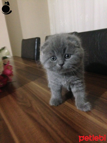 Scottish Fold, Kedi  Maya fotoğrafı