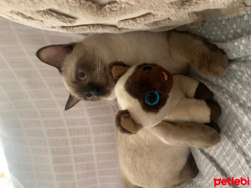 Siyam Kedisi, Kedi  Mars Küba fotoğrafı