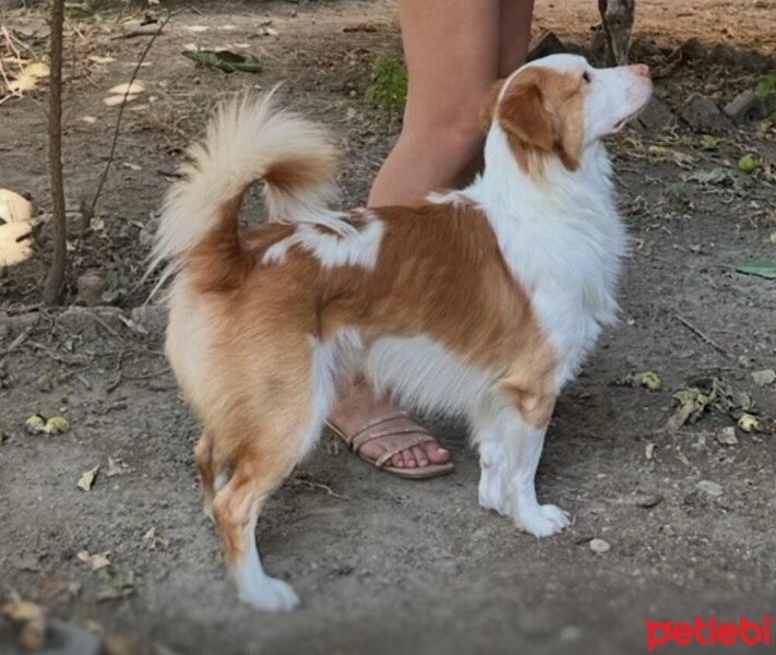 Brittany, Köpek  Pamuk fotoğrafı