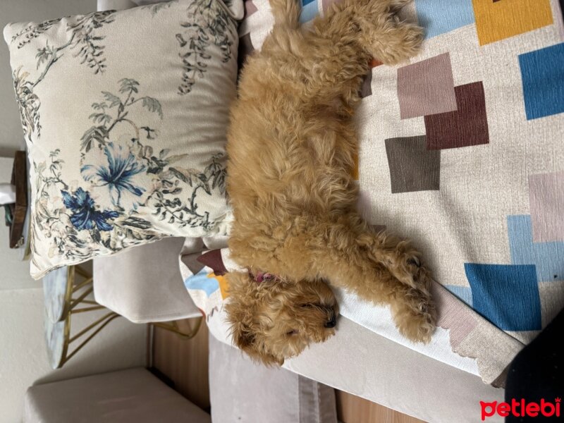 Poodle (Minyatür Kaniş), Köpek  Zıpır fotoğrafı