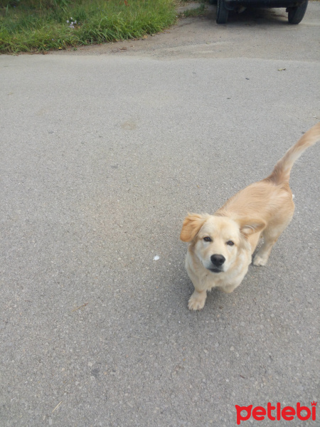 Golden Retriever, Köpek  Kuki fotoğrafı