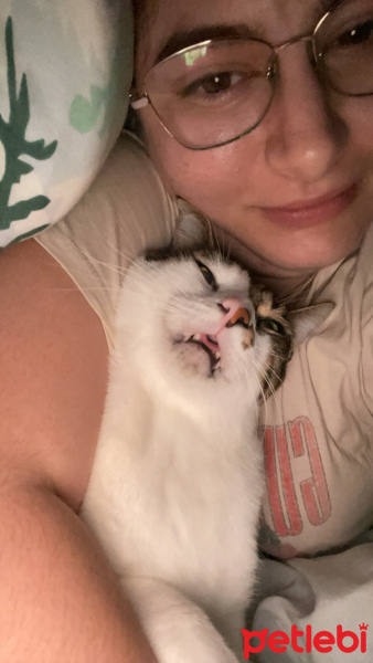 Tekir Kedi, Kedi  Poki fotoğrafı