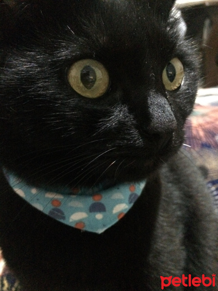 Bombay, Kedi  Lola fotoğrafı