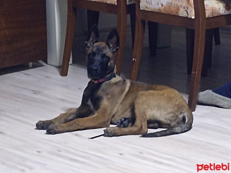 Belçika Malinois, Köpek  Duman fotoğrafı