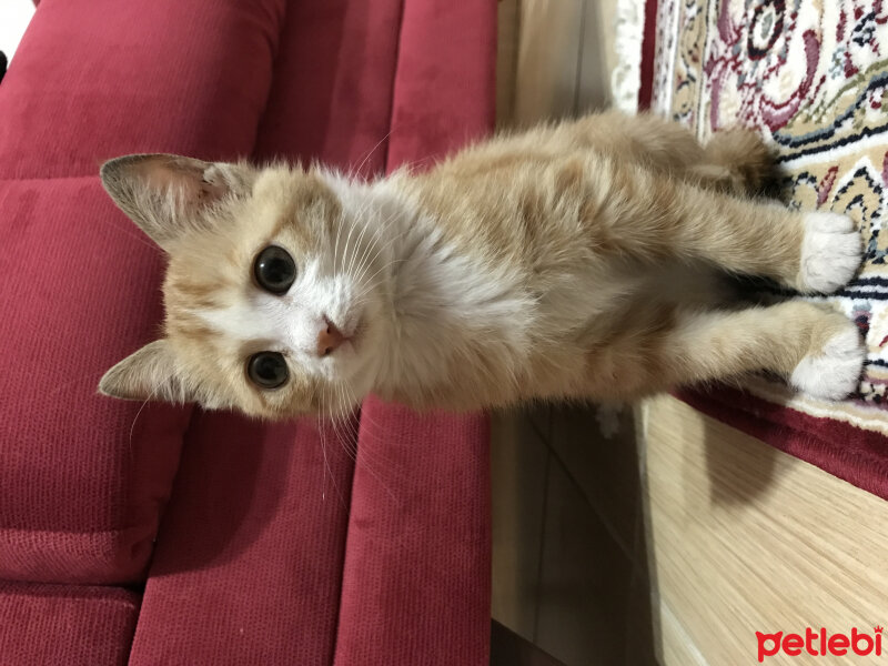 Tekir Kedi, Kedi  Patik fotoğrafı