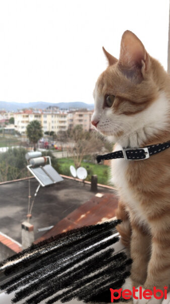 Tekir Kedi, Kedi  Patik fotoğrafı