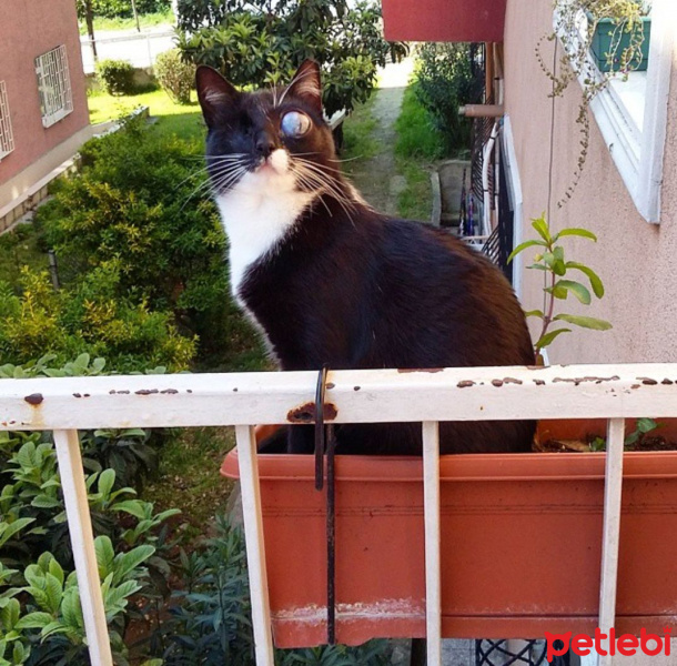 Cymric, Kedi  Elmas fotoğrafı
