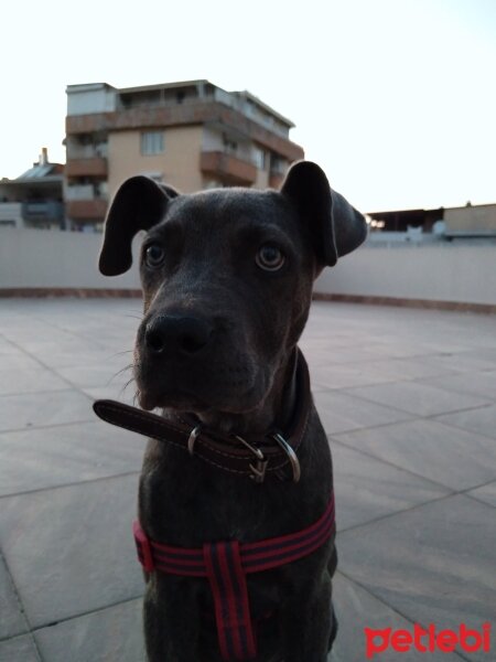 Cane Corso Italiano, Köpek  Lucy fotoğrafı