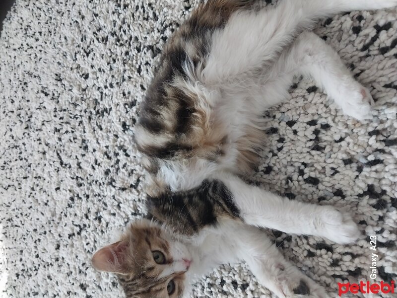 Tekir Kedi, Kedi  DANDİK fotoğrafı