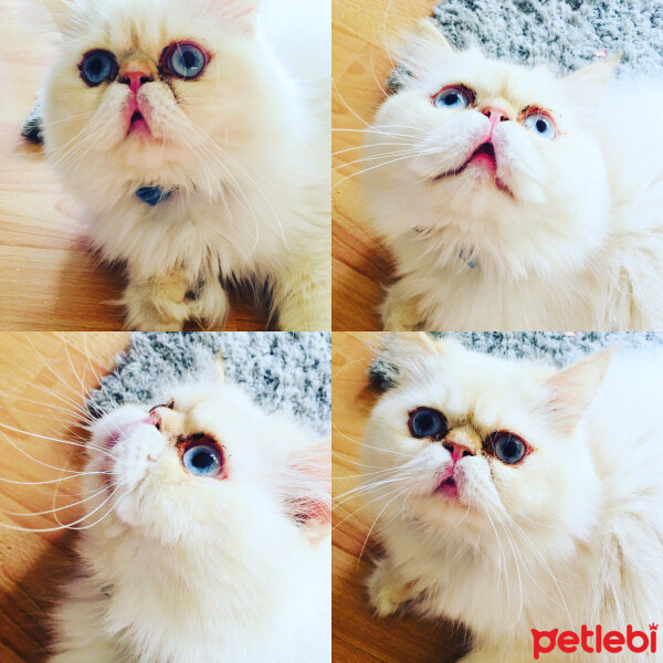 İran Kedisi (Persian), Kedi  Loui fotoğrafı