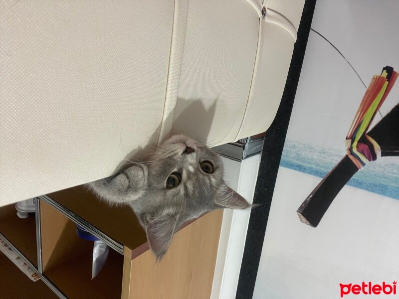 British Shorthair, Kedi  Gümüş fotoğrafı