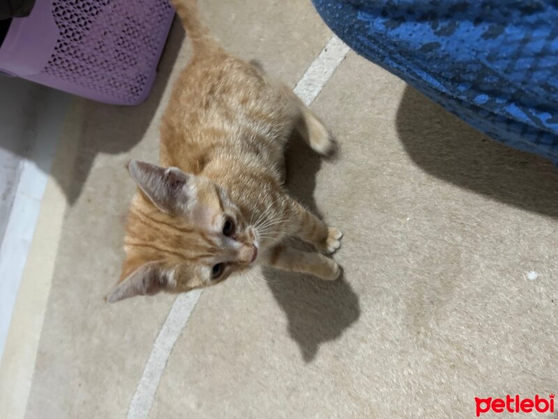 Ankara Kedisi, Kedi  Kedi fotoğrafı