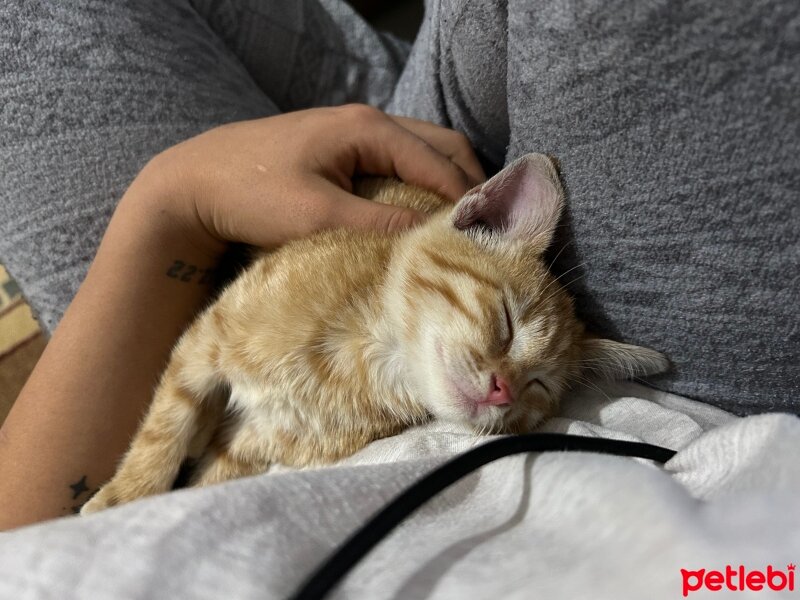 Ankara Kedisi, Kedi  Kedi fotoğrafı