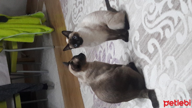 Siyam Kedisi, Kedi  Aslan ve boncuk fotoğrafı