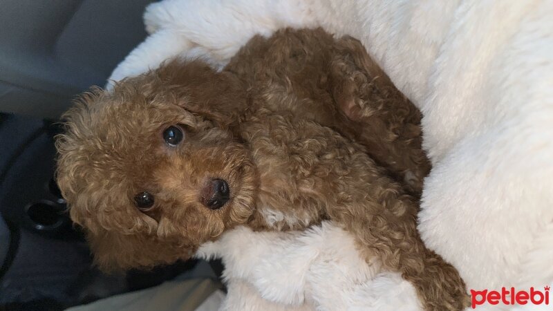 Poodle (Minyatür Kaniş), Köpek  Mişa fotoğrafı