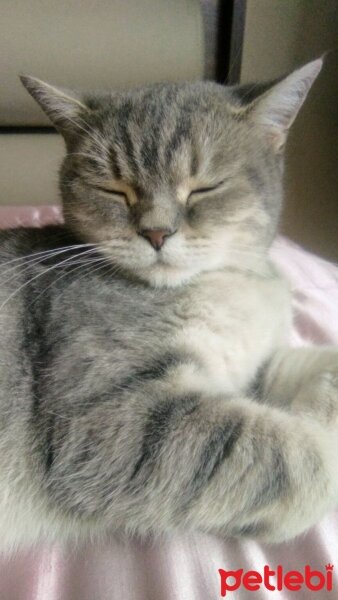 British Shorthair, Kedi  Lady fotoğrafı