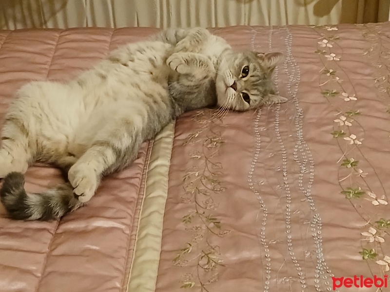 British Shorthair, Kedi  Lady fotoğrafı