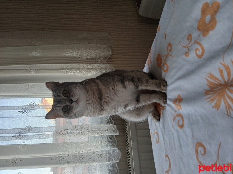 British Shorthair, Kedi  Lady fotoğrafı