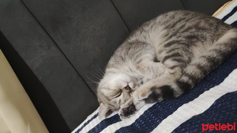 British Shorthair, Kedi  Lady fotoğrafı