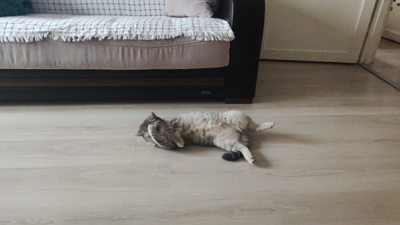 British Shorthair, Kedi  Lady fotoğrafı