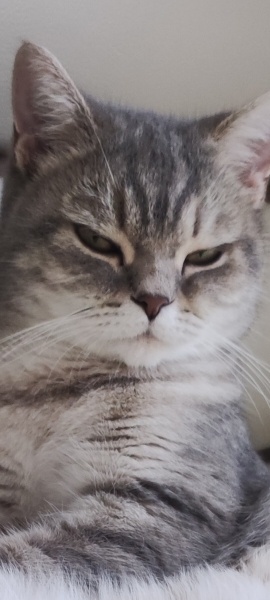 British Shorthair, Kedi  Lady fotoğrafı